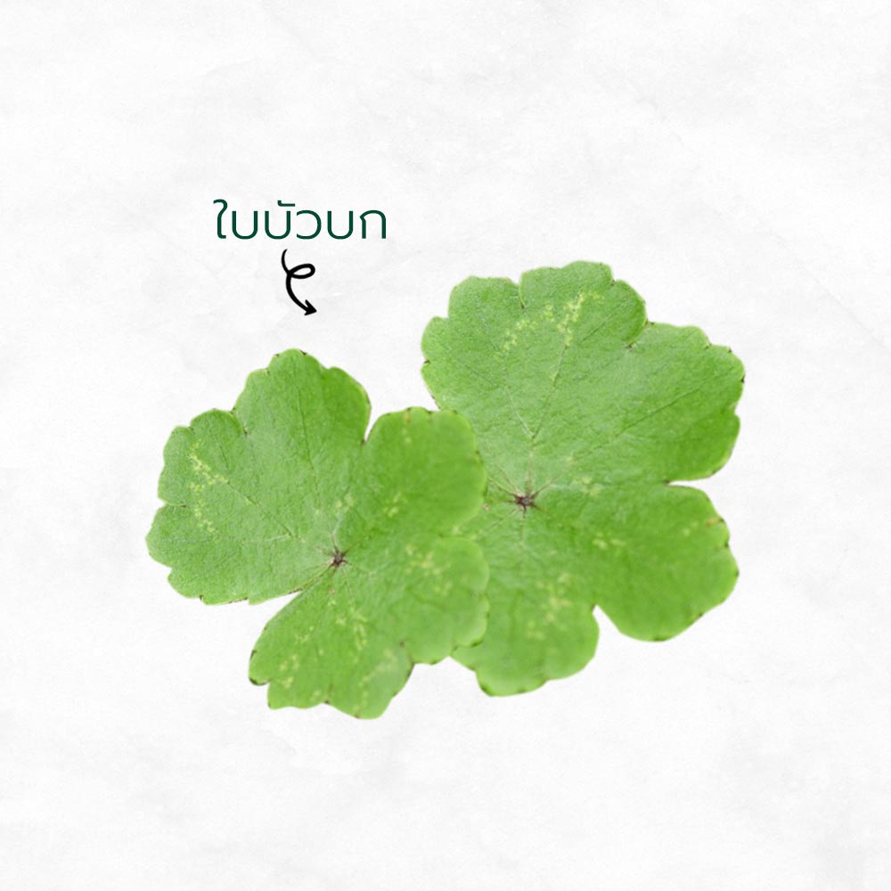 12 สมุนไพรไทยเพื่อผิวสวย ประโยชน์ความงามที่คุณต้องตะลึง!!