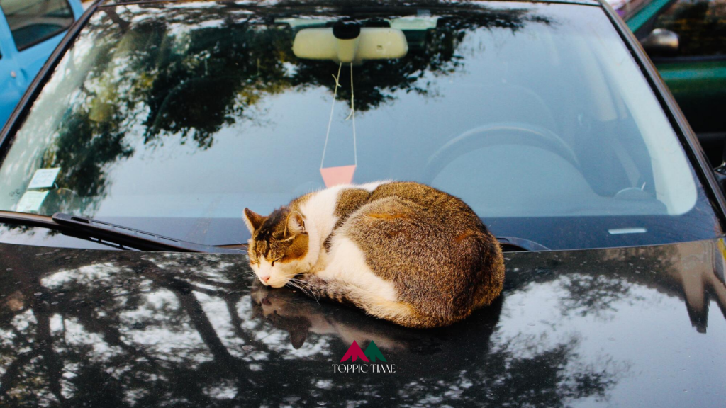 รู้จัก รอยขนแมว บนรถยนต์คือ?