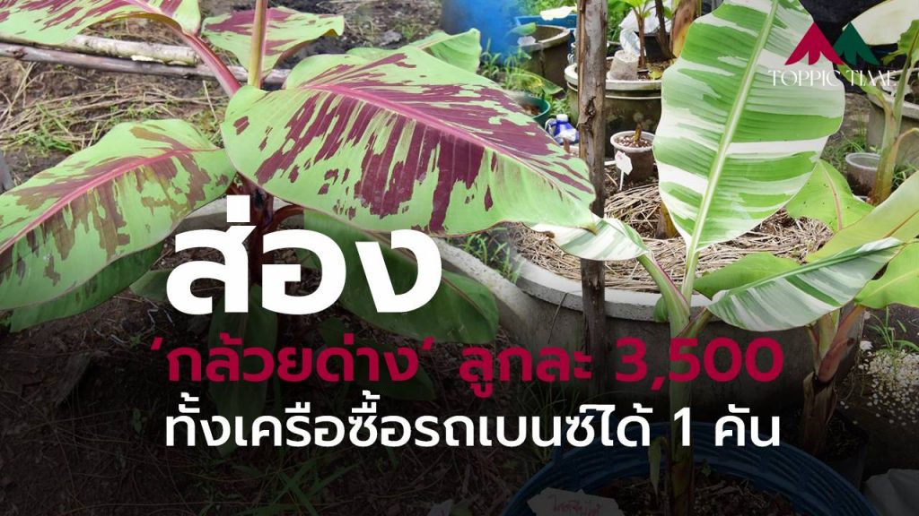 คลิปส่อง กล้วยด่าง กล้วยที่แพงที่สุดในประเทศ!!