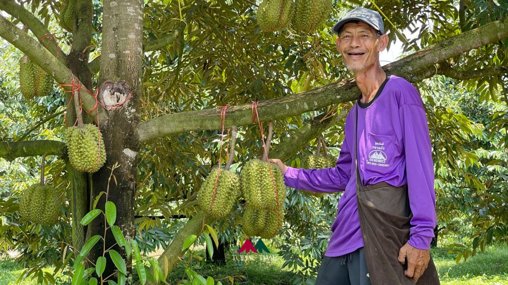 รีวิว หลินลับแล ญาติ หลงลับแล ทุเรียนที่เหมือนมะเฟือง!!