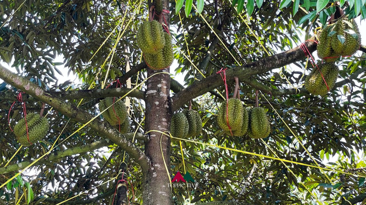 รีวิว หลินลับแล ญาติ หลงลับแล ทุเรียนที่เหมือนมะเฟือง!!