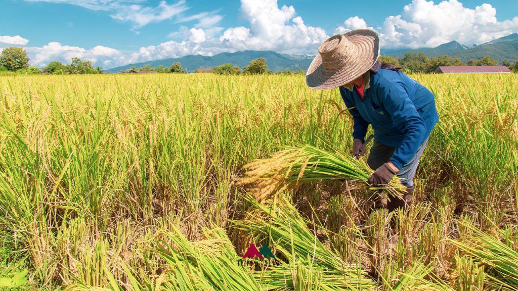อนุมัติประกันรายได้เกษตรกร ข้าว-มันสำปะหลัง-ข้าวโพด วงเงิน 27,000 ล้าน!