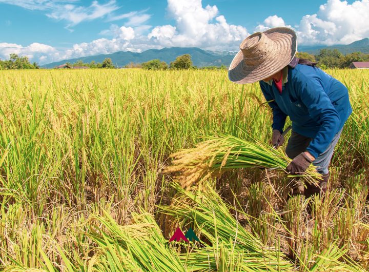 อนุมัติประกันรายได้เกษตรกร ข้าว-มันสำปะหลัง-ข้าวโพด วงเงิน 27,000 ล้าน!